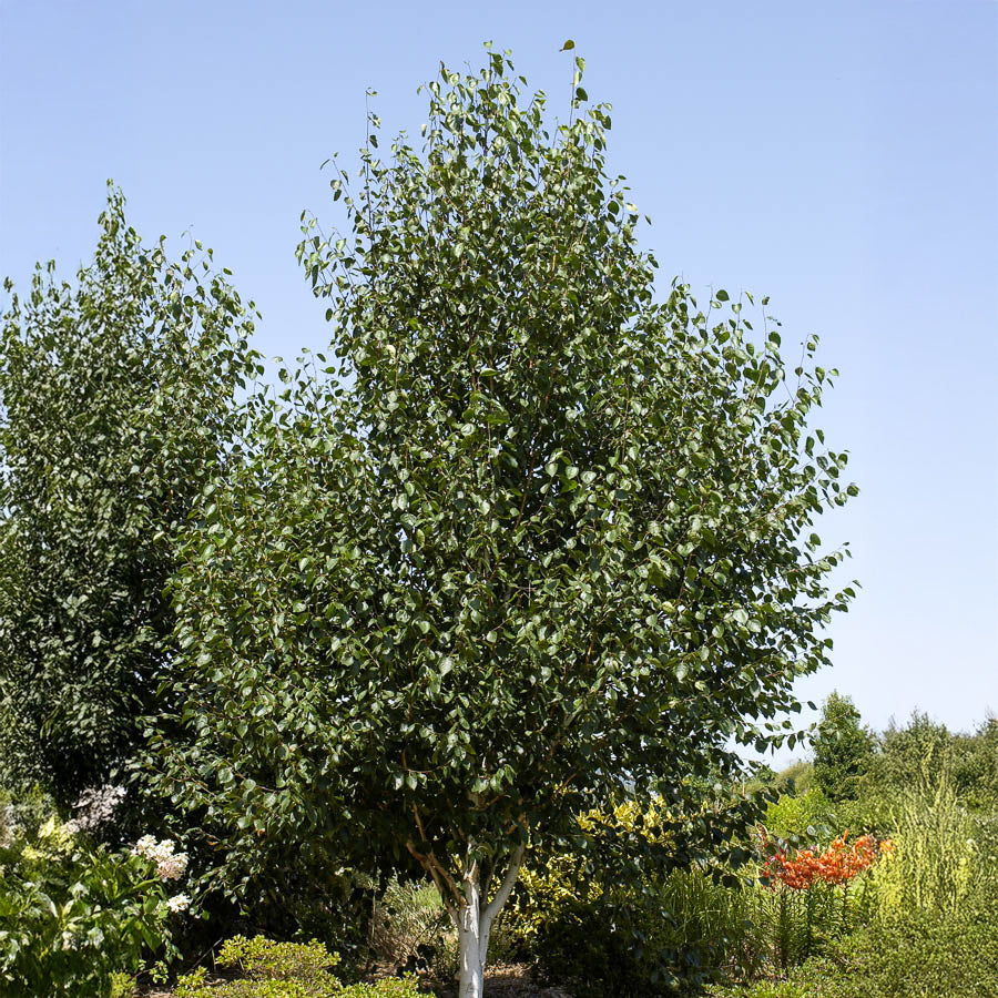 Bouleau de l'Himalaya - Willemse