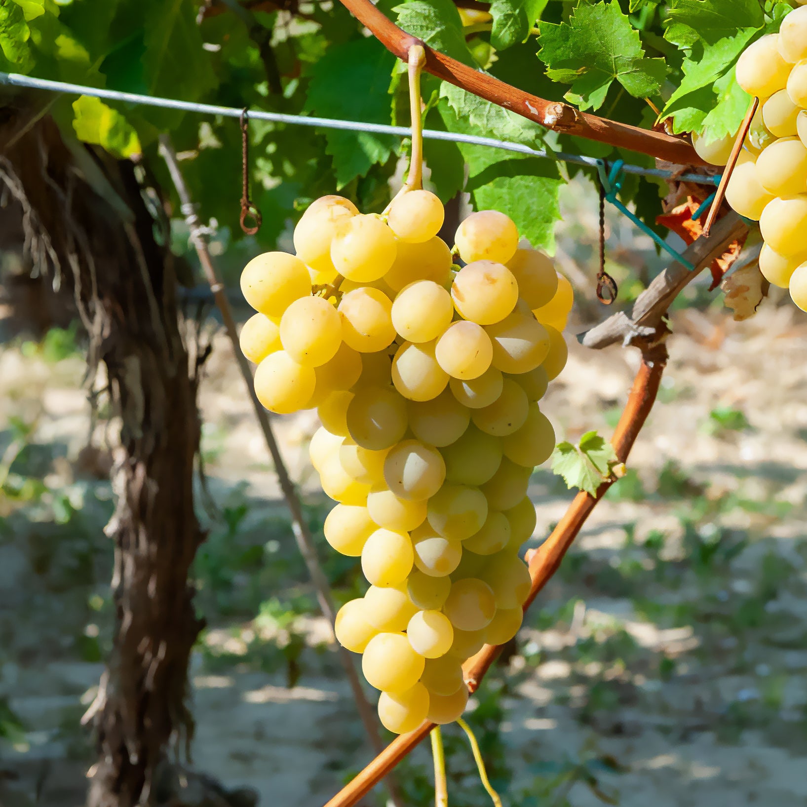 Vigne Italia - Willemse