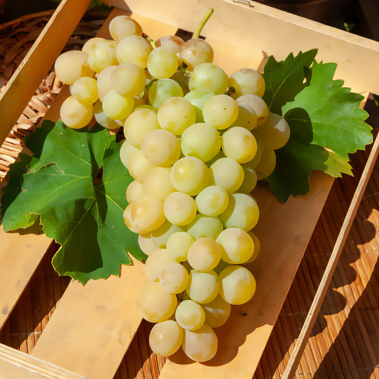 Vitis vinifera italia - Vigne Italia - Vigne