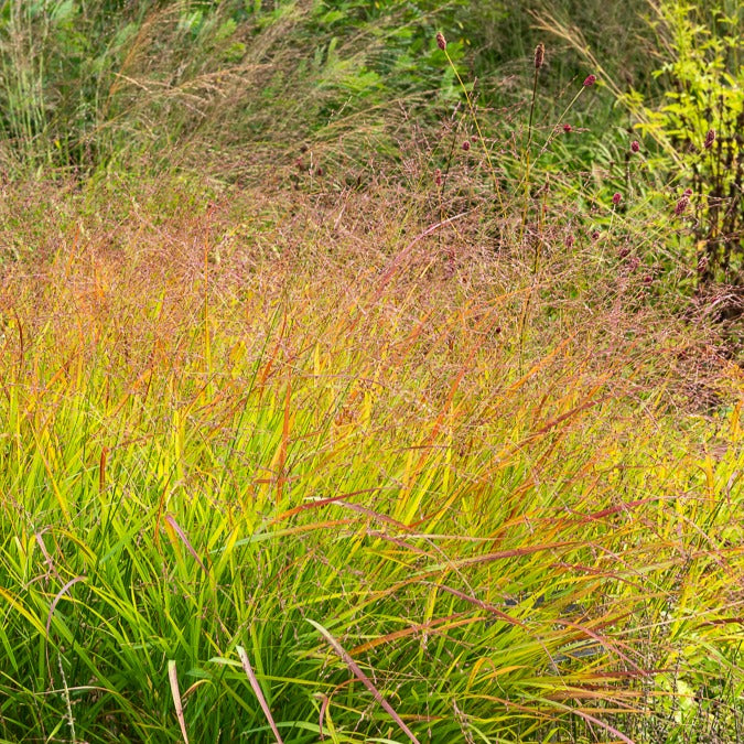 Panicum virgatum Rehbraun - Panic érigé Rehbraun - Panic