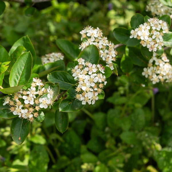 Aronia prunifolia 'nero' - Aronia prunifolia Nero - Aronia