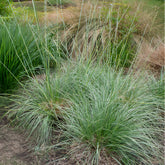 Fétuque mairei - Willemse