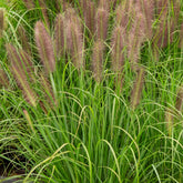 Herbe aux écouvillons Japonicum - Pennisetum - Willemse