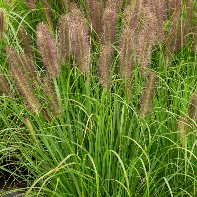 Herbe aux écouvillons Japonicum - Pennisetum - Willemse