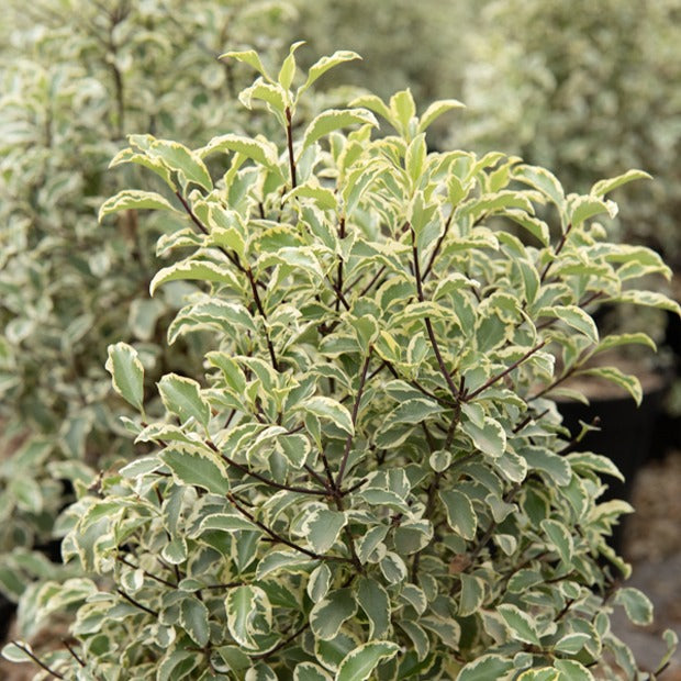 Pittosporum tenuifolium variegatum - Pittosporum tenuifolium Variegatum - Willemse
