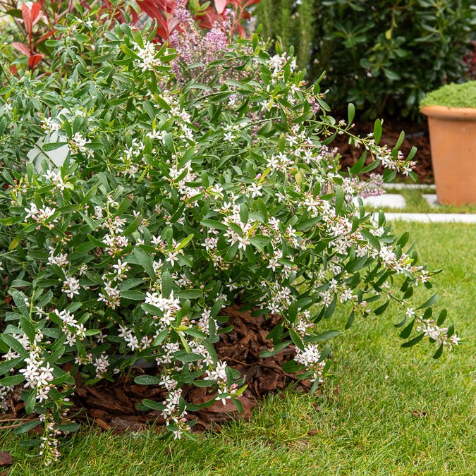 Fleur de cire à longues feuilles - Willemse