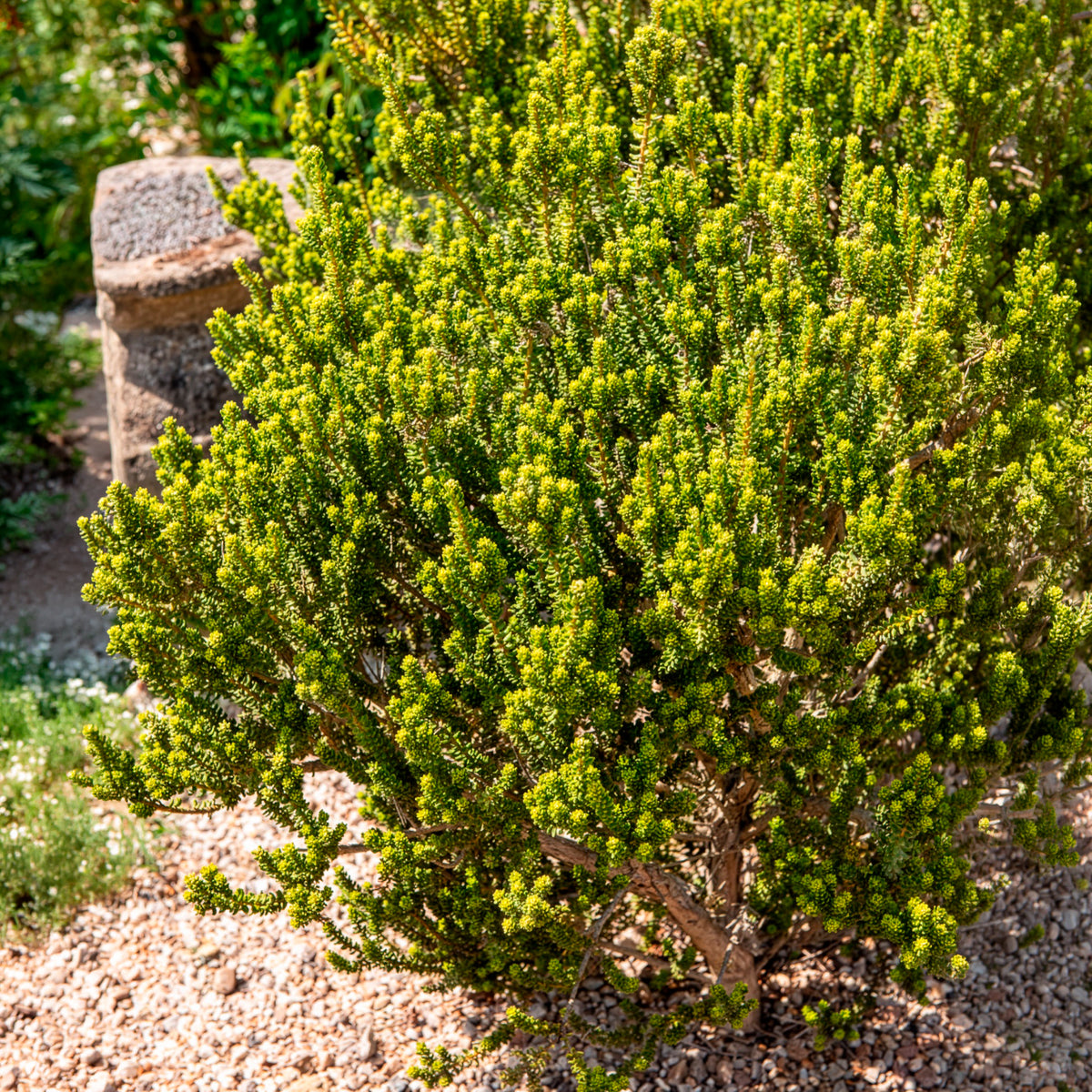 Olearia nummulariifolia - Olearia nummulariifolia - Willemse