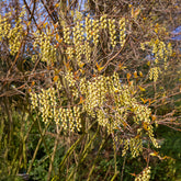 Stachyurus chinensis Joy Forever - Willemse