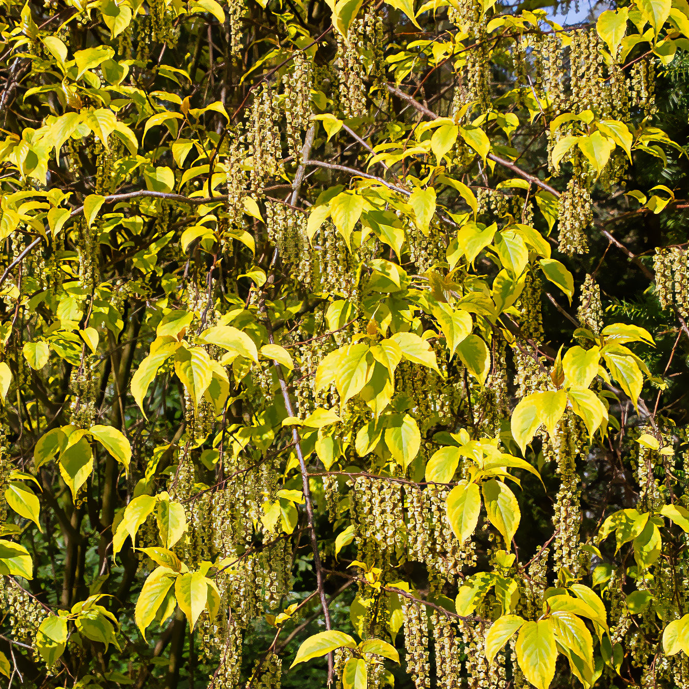 Stachyurus chinensis Joy Forever - Stachyurus chinensis Joy Forever - Arbustes