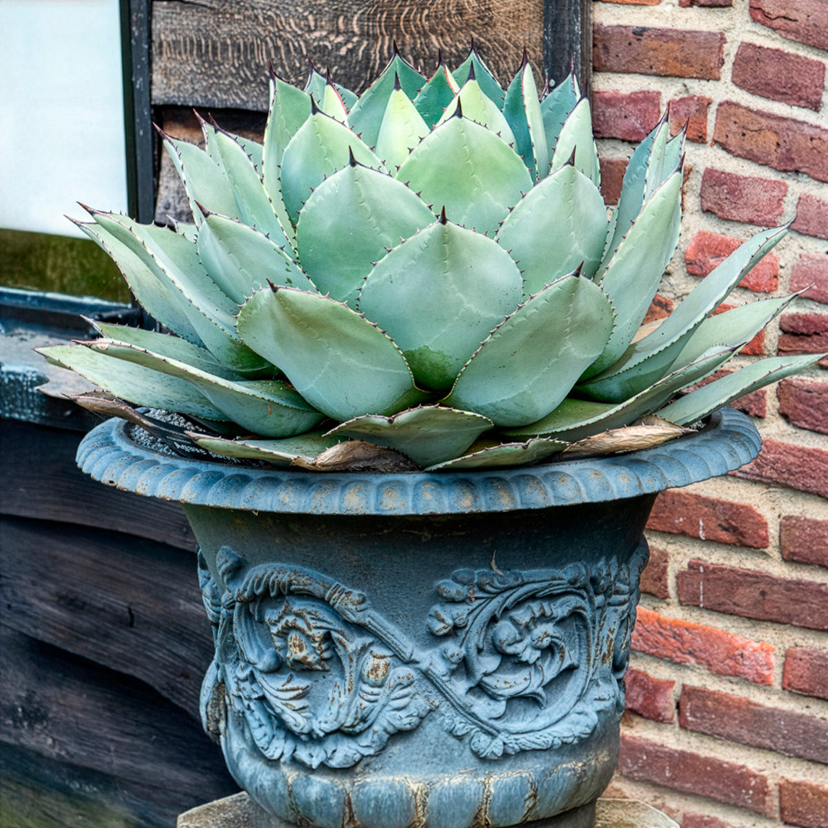 Agave de Parry - Agave Parryi - Willemse