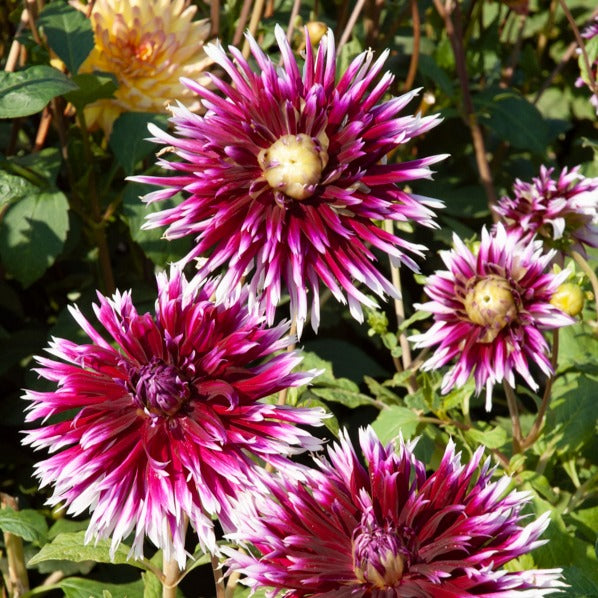 Dahlia 'Diva', 'Clair Obscure', 'Mistery Day', 'Seduction', 'Luka Johanna' - 5 Grands Dahlias en mélange - Dahlia