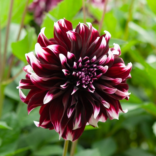 Vente 5 Grands Dahlias en mélange - Dahlia 'Diva', 'Clair Obscure', 'Mistery Day', 'Seduction', 'Luka Johanna'
