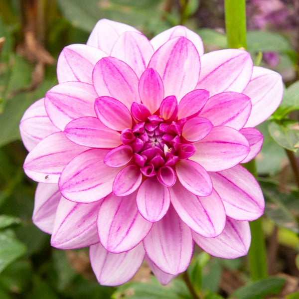 Dahlia - 5 Grands Dahlias en mélange - Dahlia 'Diva', 'Clair Obscure', 'Mistery Day', 'Seduction', 'Luka Johanna'