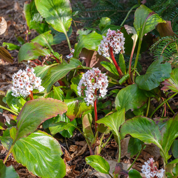 Bergénia Silberlicht - Willemse