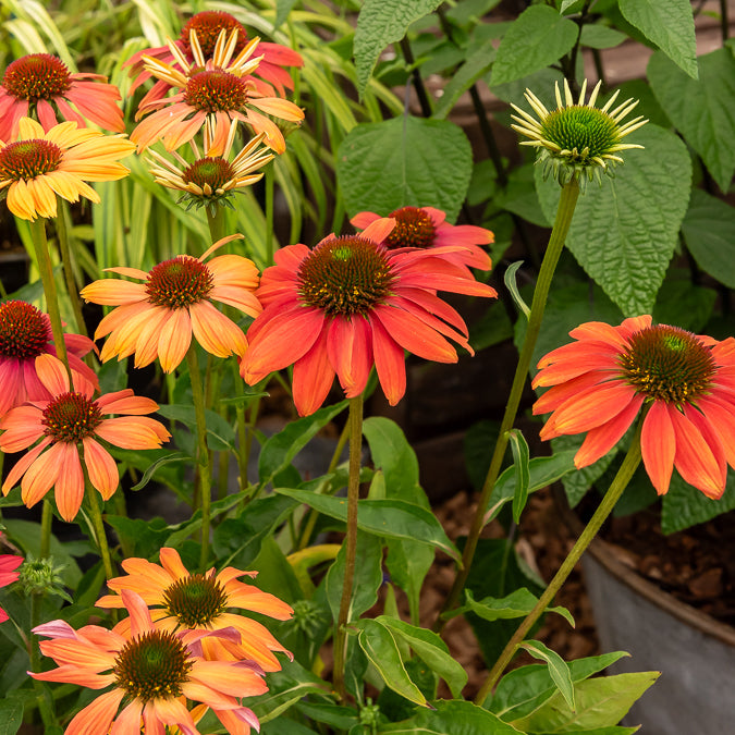 Echinacée pourpre Cheyenne Spirit - Echinacea purpurea Cheyenne Spirit - Willemse