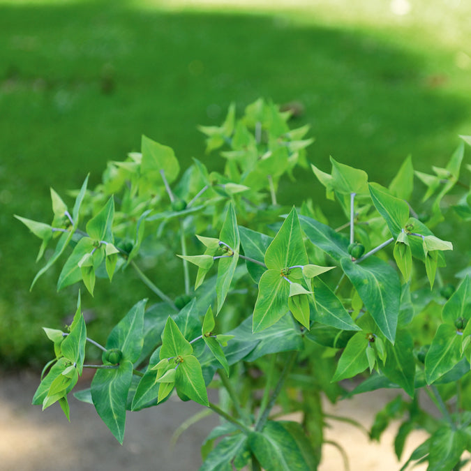 Euphorbe des Jardins - Epurge - Euphorbia lathyris - Willemse