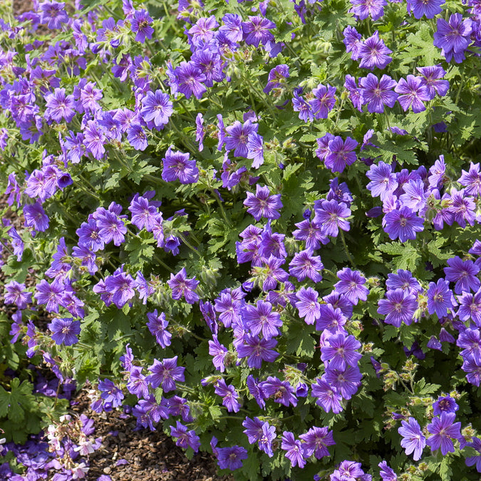 Géranium vivace Rosemoor - Willemse