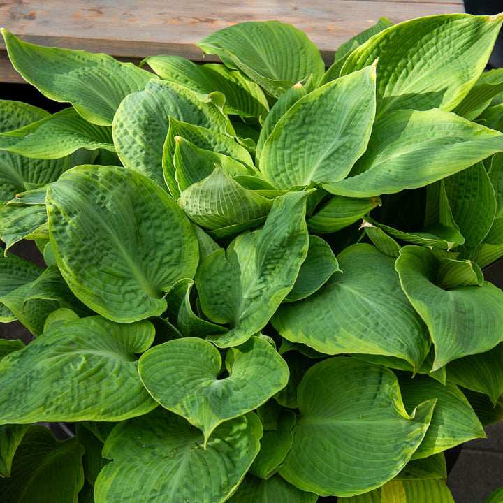 Hosta Frances Williams - Hosta sieboldiana frances williams - Willemse