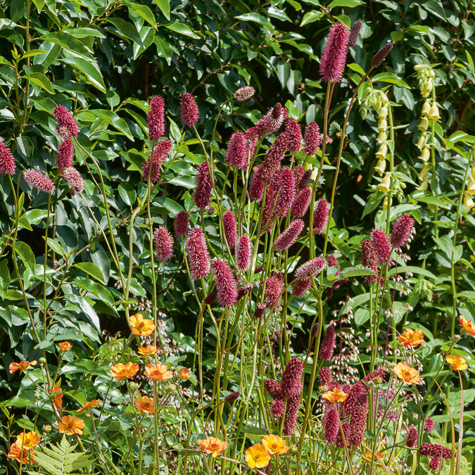 Pimprenelle - Sanguisorbe officinale - Sanguisorba officinalis - Willemse
