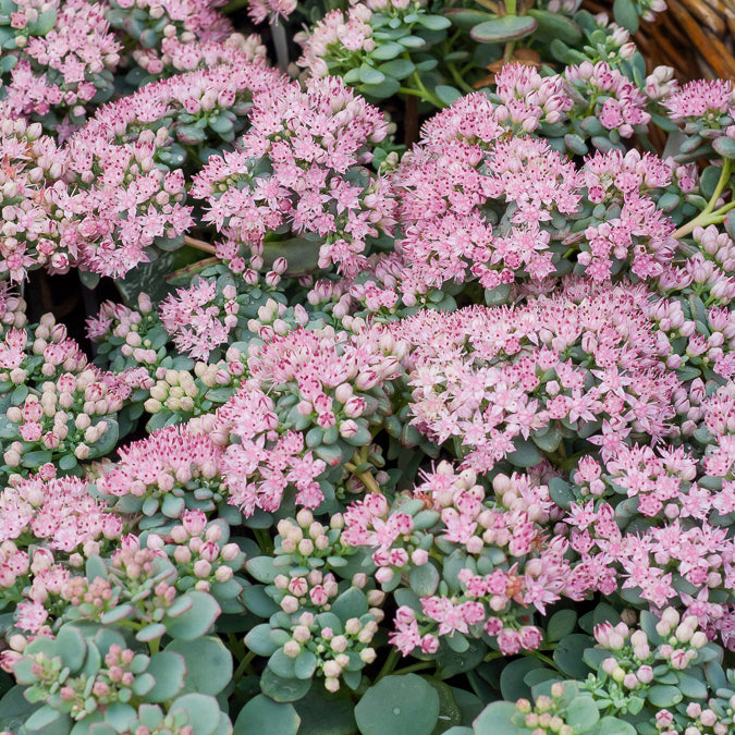 Sedum sieboldii - Sedum de Siebold - Sédums