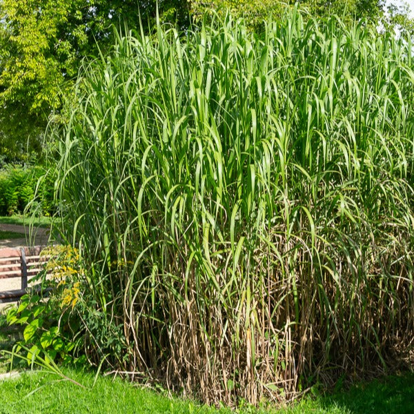 Eulalie - Roseau de Chine - Eulalie gigantesque - Miscanthus giganteus (floridulus)