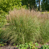 Eulalie Kleine Silberspinne - Willemse