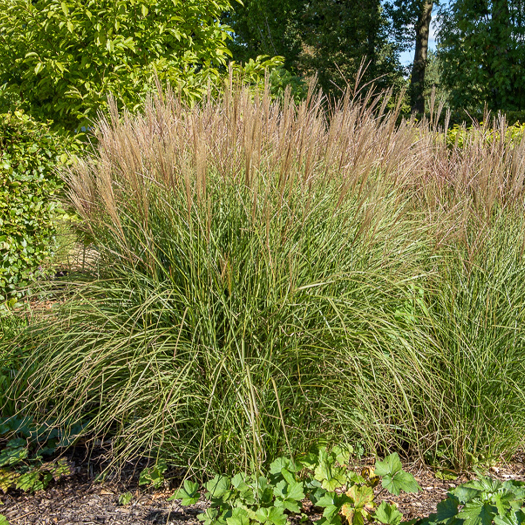 Eulalie Kleine Silberspinne - Willemse