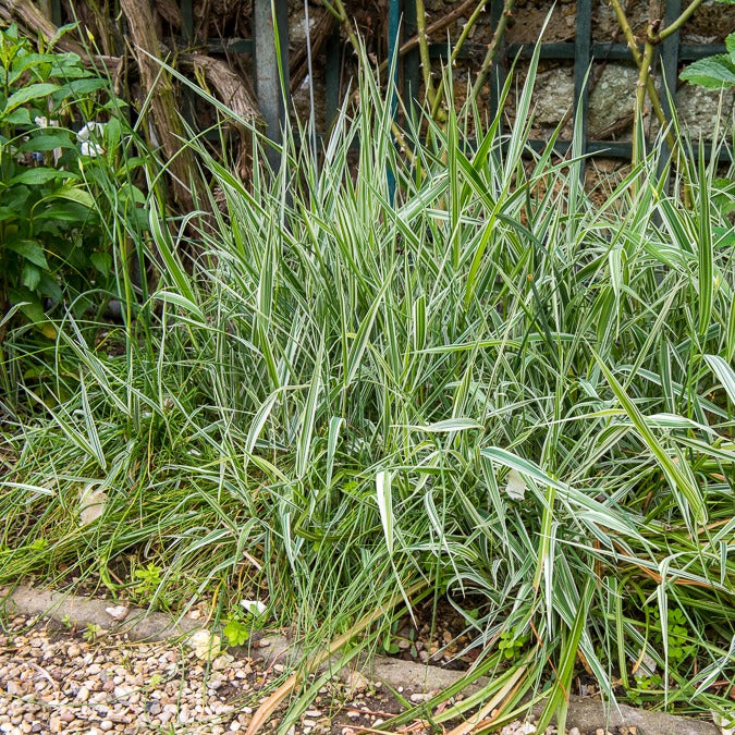 Phalaris panaché -Baldingère faux roseau - Willemse