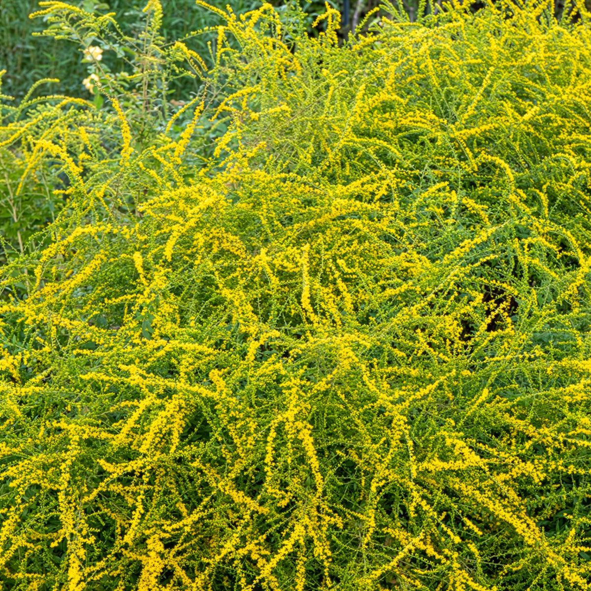 Solidago Fireworks - Solidago rugosa Fireworks - Willemse