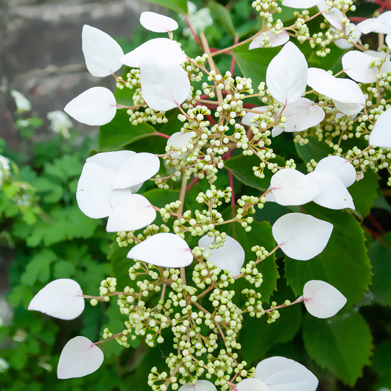 Hortensias grimpants - Hortensia grimpant du Japon - Schizophragma hydrangeoïdes