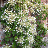 Hortensia grimpant du Japon - Willemse