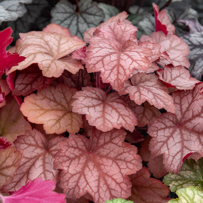 Heuchère Georgia Peach - Heuchera georgia peach - Willemse
