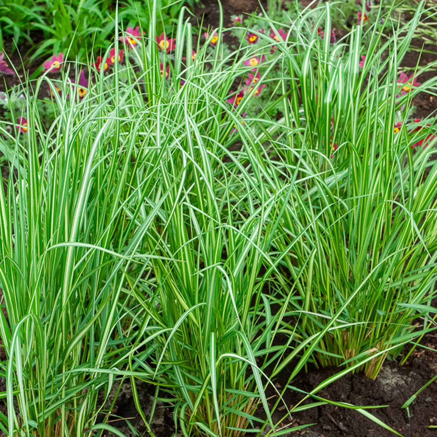 Calamagrostide panachée Avalanche - Willemse