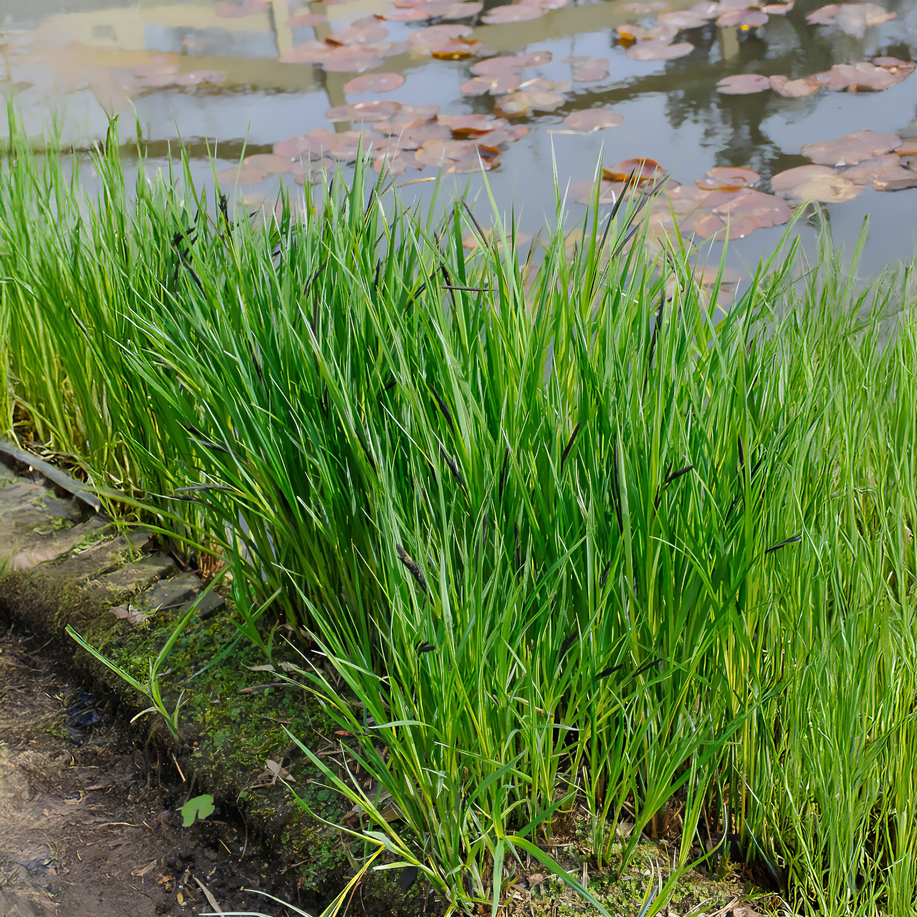Carex riparia - Laîche des rives - Carex - Carex
