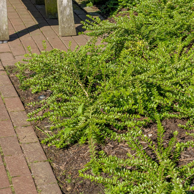 Lonicera pileata - Chèvrefeuille à cupule - Arbustes de haie