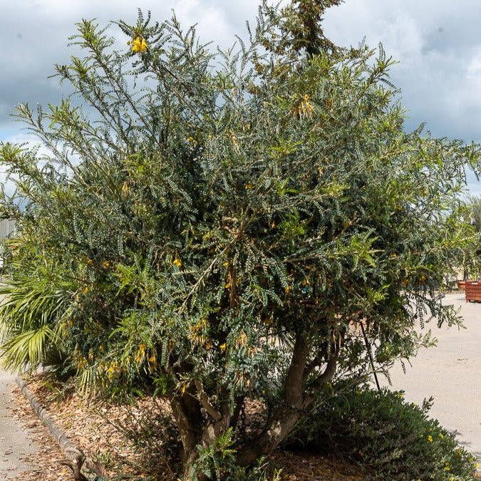 Arbustes à feuillage persistant - Sophora à petites feuilles 'Sun King' - Sophora microphylla 'sun king'