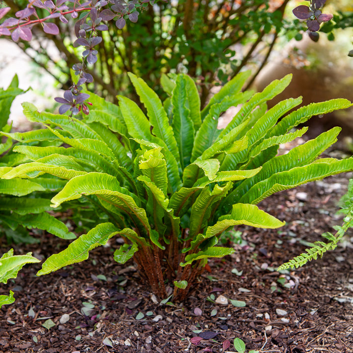 Asplenium scolopendrium - Fougère scolopendre - Langue de cerf - Fougères