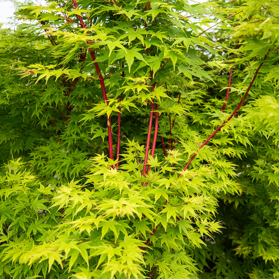 Erable du Japon Sango-kaku - Acer palmatum Sangokaku - Willemse