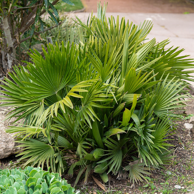 Chamaerops humilis Vulcano  - Palmier nain Vulcano - Palmier