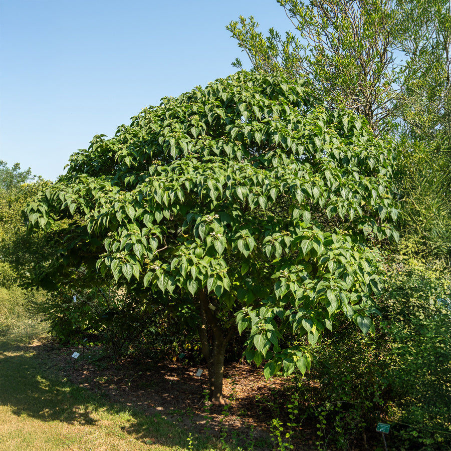 Arbustes à fleurs - Arbre du clergé - Clerodendrum trichotomum