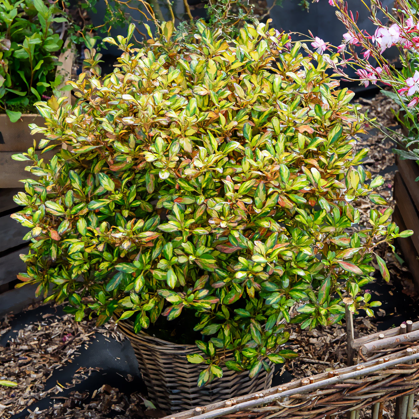 Coprosma - Coprosma Evening Glow - Coprosma Evening Glow