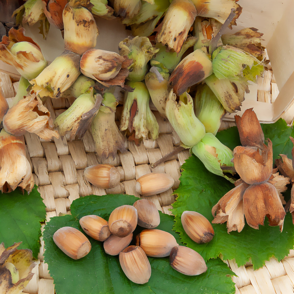 Noisetier Webbs Prize Cob - Corylus avellana Webbs Prize Cobb - Willemse