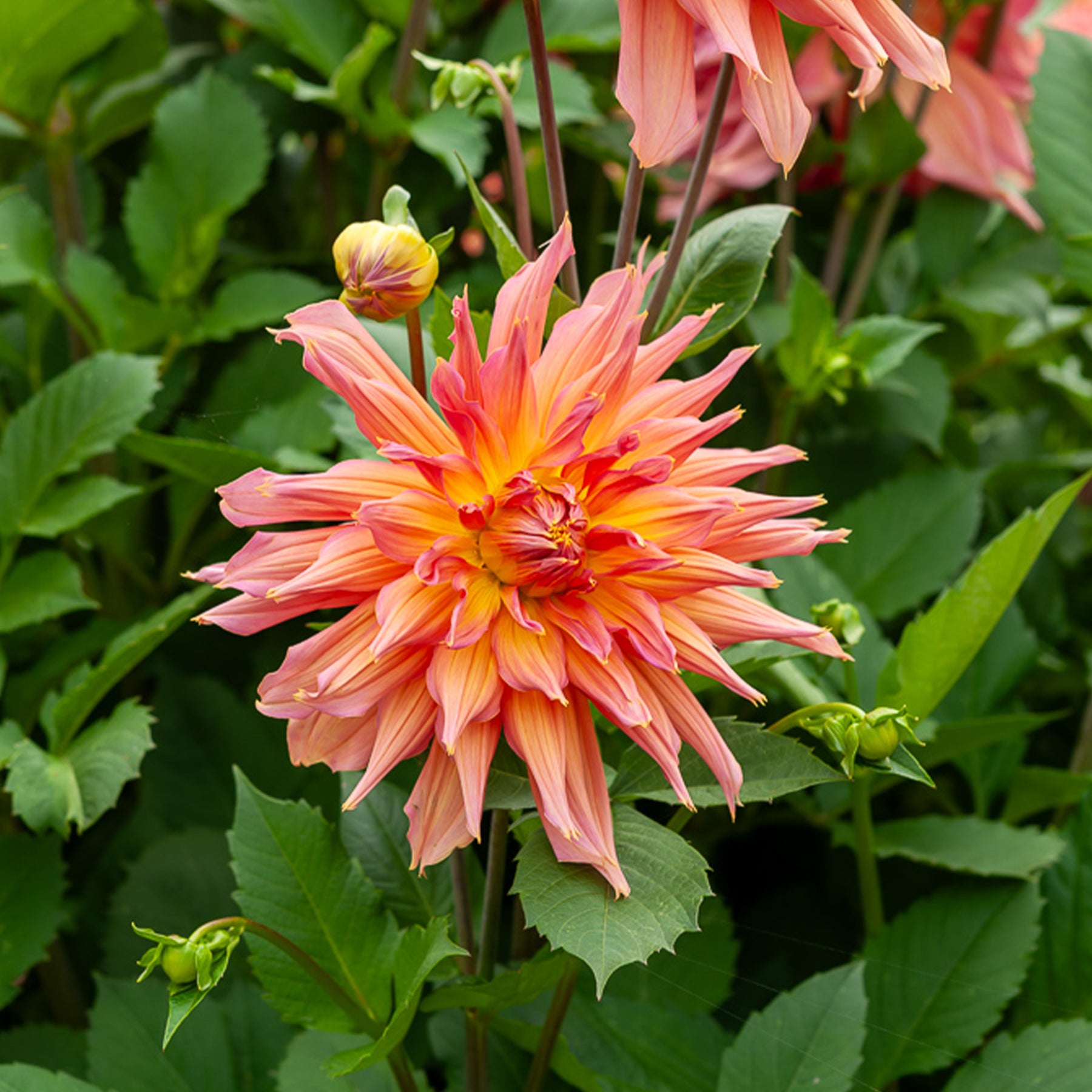 Dahlia cactus Omega - Willemse
