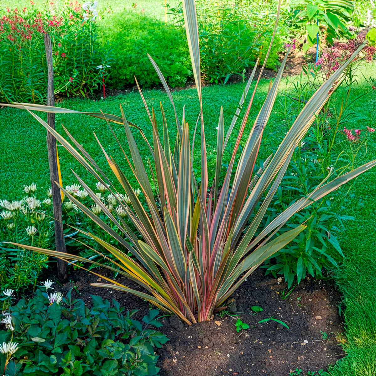 Phormium Rainbow Queen - Lin de Nouvelle-Zélande - Phormium tenax Rainbow Queen - Willemse
