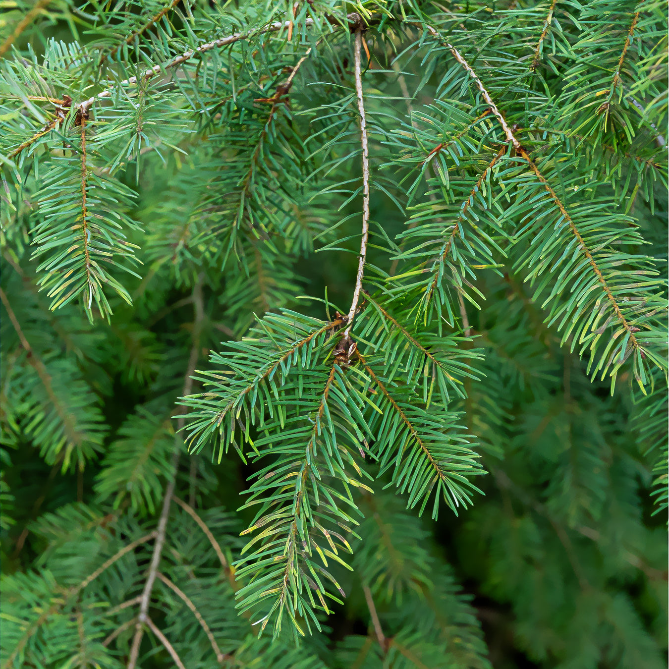 Pseudotsuga menziesii - Sapin de Douglas - Conifères