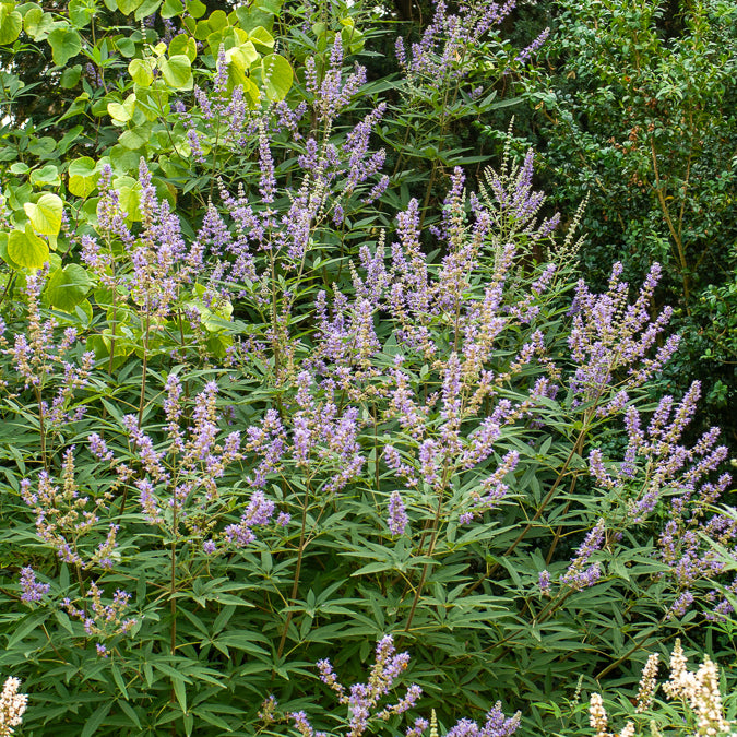 Gattilier - Vitex - Gattilier à grandes feuilles - Vitex agnus-castus Latifolia