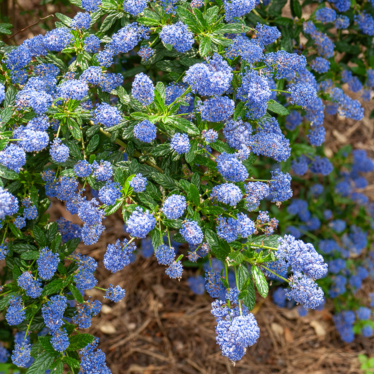Céanothe Concha - Ceanothus Concha - Willemse