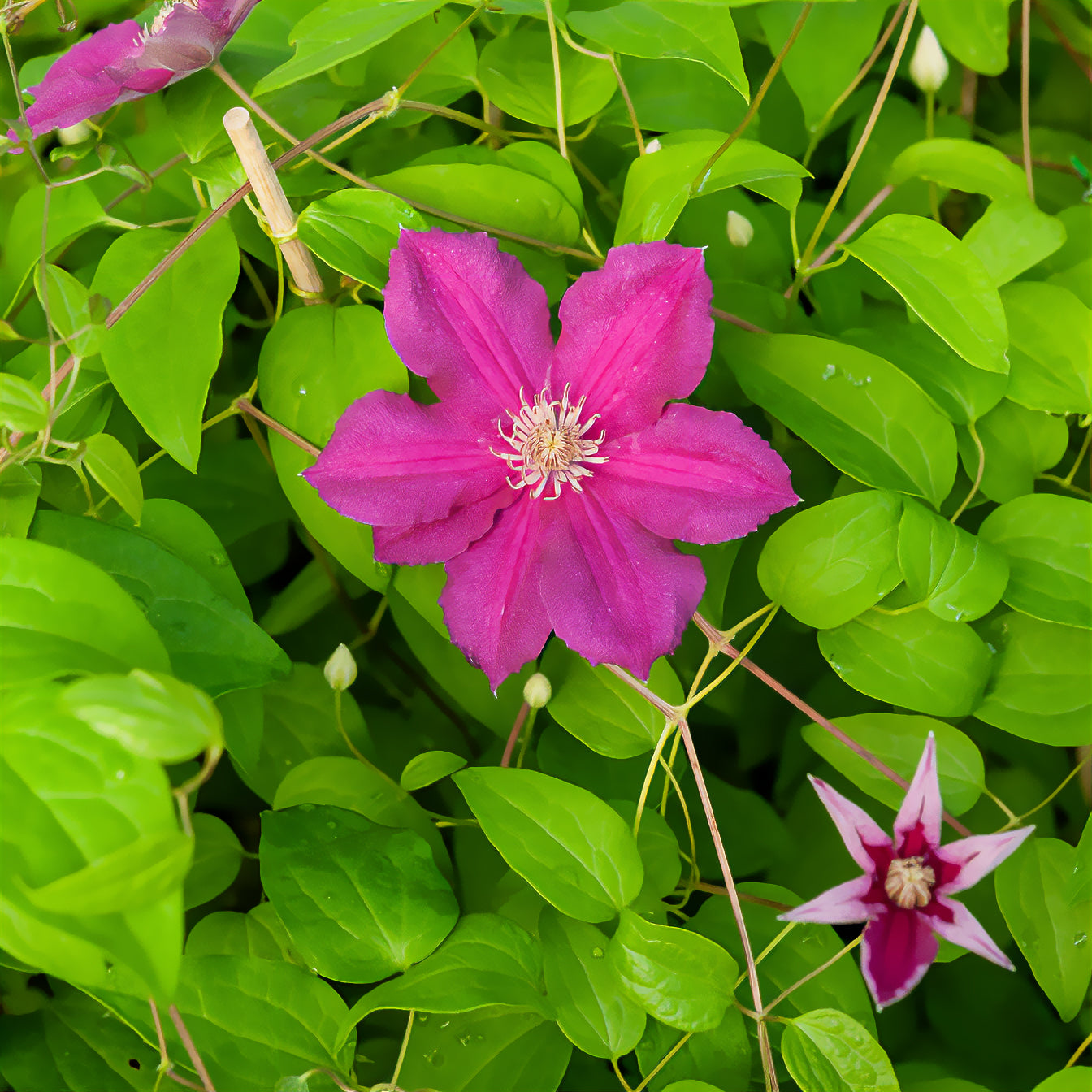 Clematis viticella Ernest markham - Clématite italienne Ernest Markham grimpante - Clématites