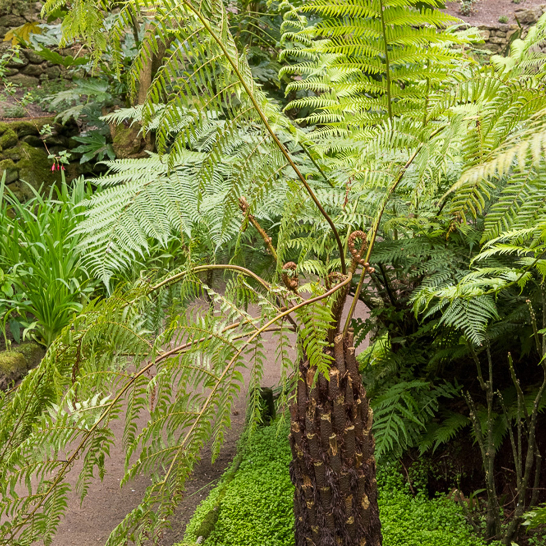 Cyathea australis - Fougère arborescente - Fougères