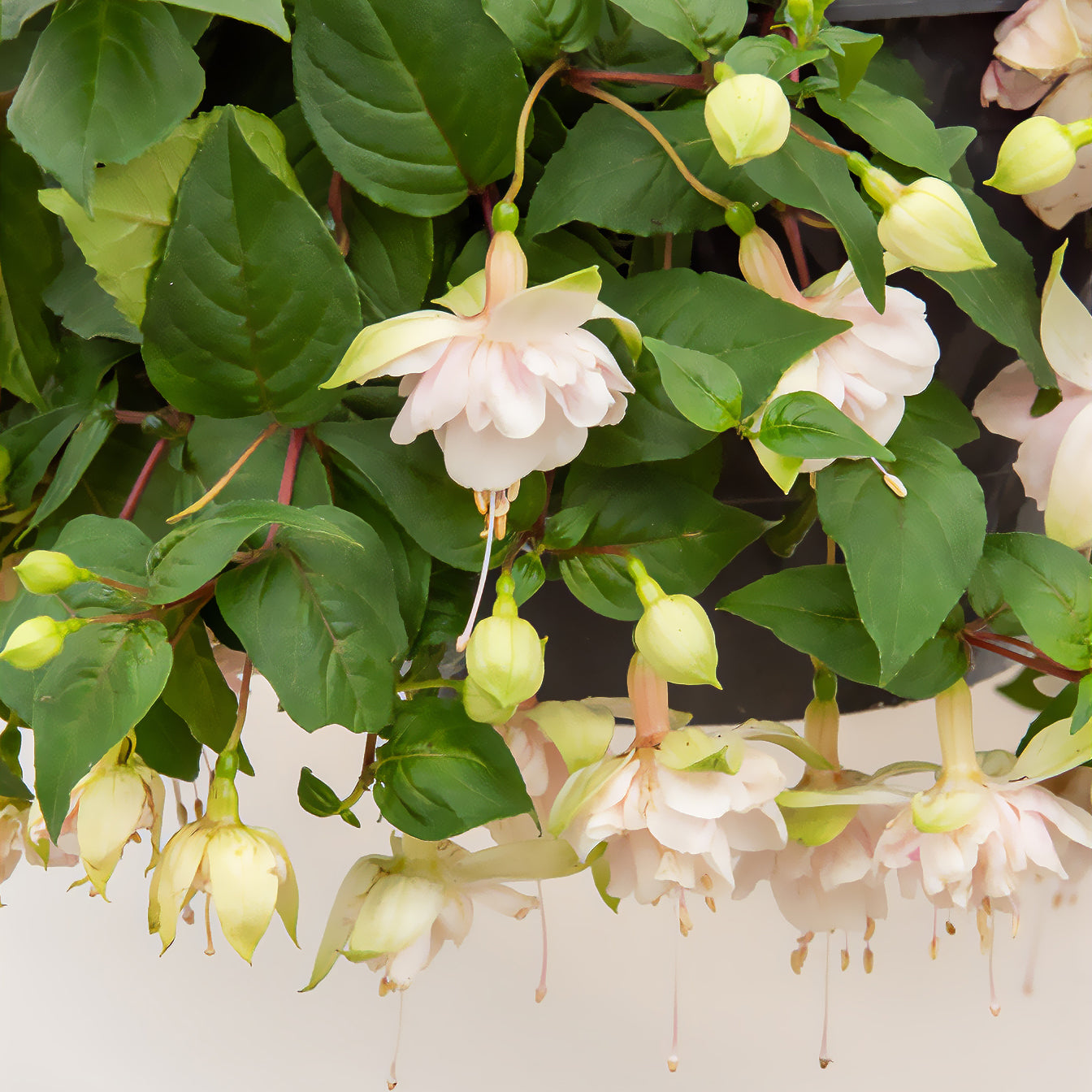 Fuchsia retombant Pink Marshmallow - Willemse